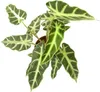 Gardners Alocasia amazonica Polly, priemer 6 cm Náhľad obrázku produktu 3