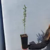 Rokitnik Orange Friesdorfer samopylny 2L Podgląd zdjęcia produktu 3