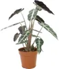 Gardners Alocasia amazonica Polly, priemer 6 cm Náhľad obrázku produktu 2