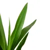 Bloomique - Yucca Elephantipes - Yucca - Plante d’intérieur Voir les images du produit 4