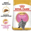 Royal Canin British Shorthair Kitten, Kocięta, Brytyjski Podgląd zdjęcia produktu 2