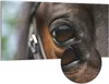 DEQORI Hybrid Leinwand Bild 100x50 cm 'Blick der Produktbild-Vorschau 1
