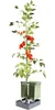Gusta Garden Tom Tomato, Topfpflanzer, Freistehend, Produktbild-Vorschau 4