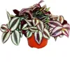 Exotická srdcová trojfarebná kvetina Tradescantia zebrina Náhľad obrázku produktu 1