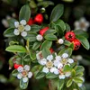 Cotoneaster dammeri 'Major' sterk 48 planten 25cm Ø9cm Productafbeelding-voorbeeld 5