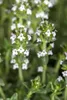 A close-up view of small white flowers and green leaves of a plant. Produktbild-Vorschau
