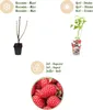 GreenboutiQ - Obstpflanzen - Himbeere - Rubus idaeus Produktbild-Vorschau 4