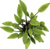 Cryptocoryne lutea Hobbit im Topf Wasserkelch Zwergform Produktbild-Vorschau 2