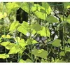 Filet - tuteur pour plantes 2x10m Gardlov 23978 Voir les images du produit 4