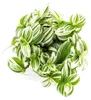 Serduszka egzotyczne - kwiat trójramienny - Tradescantia Podgląd zdjęcia produktu 2