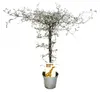 Corokia cotoneaster - Zick-Zack-Strauch - Schnurbaum Produktbild-Vorschau 1