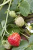 Erdbeere 'Rosana' - Fragaria x ananassa, Erdbeerpflanze im Produktbild-Vorschau 1