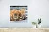 MuchoWow® Poster Katze - Schlaf - Sofa 30x30 cm - Produktbild-Vorschau 5