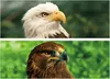 3D-Lesezeichen - Adler - 15,5 cm Produktbild-Vorschau 4