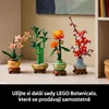 Dracena sandera Podgląd zdjęcia produktu 47
