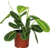 Bloomique - Maranta Lemon Lime - Plante priante - Plante Voir les images du produit 1