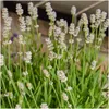 Plants by Frank | 48 Weißer Duft-Lavendel Pflanzen | Produktbild-Vorschau 2