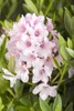 Rhododendron micranthum 'Bloombux' -R-, immergrün, 25–30 cm Produktbild-Vorschau 5
