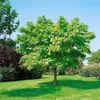 Catalpa bignonioides, Trompetenbaum, 40–60 cm, ca. 12 cm Produktbild-Vorschau 12