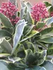 Japanische Skimmie Perosa - Skimmia japonica - immergrüner Produktbild-Vorschau 3