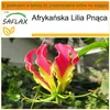 SAFLAX - Garden in the bag - Afrykańska Lilia Pnąca - 15 Podgląd zdjęcia produktu 9