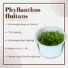 Aquarium Pflanze Phyllanthus fluitans Tropica Nr.028 TC in Produktbild-Vorschau 2