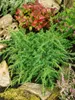 Juniperus communis 'Green Carpet', Wacholder, grün, 20–30 Produktbild-Vorschau 10