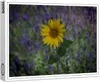 raxxa Premium-Puzzle "Sonnenblume", 1000 Teile Produktbild-Vorschau 1