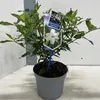 Gardenia jasminoides Fool Proof  – gardénia | 25–30 cm v Náhľad obrázku produktu 3