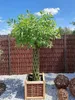 Geflochtener Weidenbaum 160 cm Geflochtene Weide - Produktbild-Vorschau 5