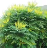 Mahonie 'WINTER SUN' 60-70 cm, Cont. 2,5 l Produktbild-Vorschau 3