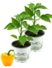 Enseleits 2er Set Gelbe Paprika Pflanze, Paprikapflanzen Produktbild-Vorschau 1