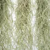 Spanisches Moos - 3 Stk - Tillandsia usneoides - Höhe Produktbild-Vorschau 3