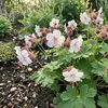 Bloomique - Lot de 3 - Géranium macrorrhizum ‘Spessart’ - Voir les images du produit 4