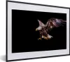 MuchoWow® MuchoWow® Gerahmtes Poster Adler - Vogel - Federn Produktbild-Vorschau 1