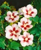 Hibiscus syriacus 'Hamabo', Roseneibisch, rosa Blüten, ca. Produktbild-Vorschau 13