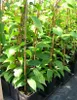 Rows of young kiwi plants in black pots, supported by bamboo stakes. Anteprima dell’immagine prodotto