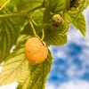 Framboisier - Set de 3 - Rubus idaeus 'Fallgold' - Hauteur Voir les images du produit 3