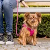 Curli Stretch Comfort Leine Fuchsia, Größe: M Produktbild-Vorschau 2