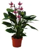 Flamingo kvetina "Lila Fiorino" fialová Anthurium andreanum Náhled obrázku produktu 1