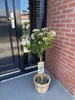 Viburnum tinus Immergrüner Schneeball Stamm-Pflanze Ø19cm Produktbild-Vorschau 5