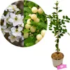Prunus tomentosa 'White Ninja', cerisier blanche, hauteur Voir les images du produit 1