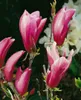 Magnolia liliiflora 'Susan', Purpur-Magnolie, purpurrosa, Produktbild-Vorschau 14