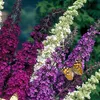 Bloomique - 3er-Mix - Buddleja Davidii - Produktbild-Vorschau 4