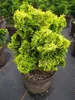 Chamaecyparis obtusa Nana Aurea - Gelbe Produktbild-Vorschau 1