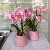 Phalaenopsis Orchideen – 4 Pflanzen – Treviso – Altrosa – Produktbild-Vorschau 4