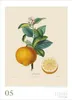 DUMONT Wandkalender Alte Obstsorten 2027, 50 x 70 cm, mit Produktbild-Vorschau 4