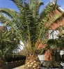 Datlovník (Phoenix dactylifera)  – 10 semen Náhled obrázku produktu 3