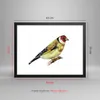 Gerahmtes Poster - Schwarzer Rahmen - Stieglitz Vogel Produktbild-Vorschau 5