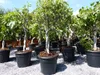 Feigenbaum - hell UND dunkel - in 1 Topf, Obstbaum, Produktbild-Vorschau 1